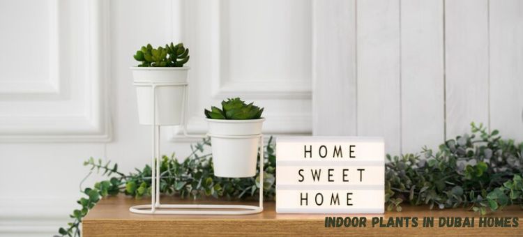 indoor plants in dubai homes